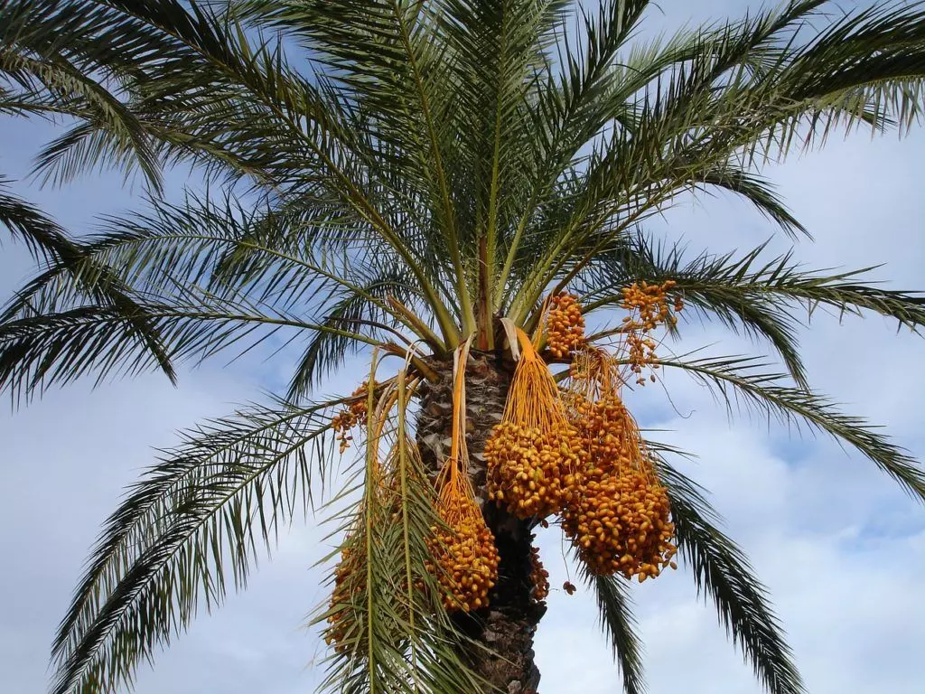 palm trees date phoenix dactylifera
