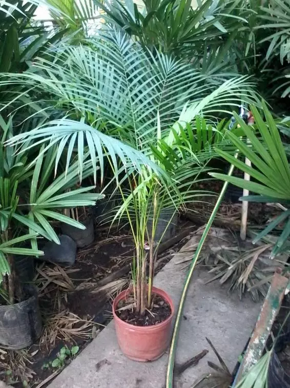 palm tree dypsis lutescens potted