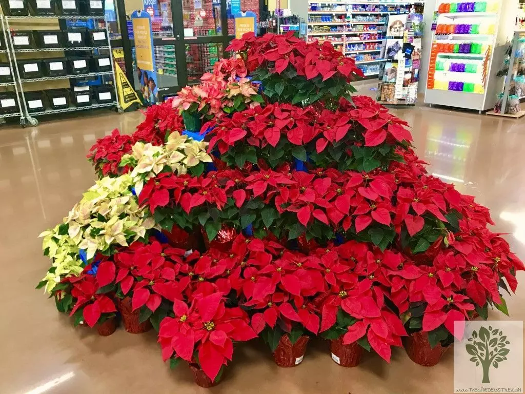 how to care for poinsettias market