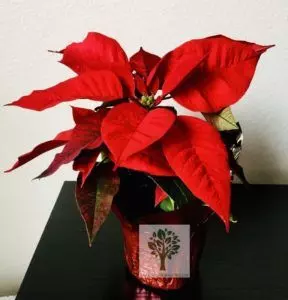 poinsettia potted pot container