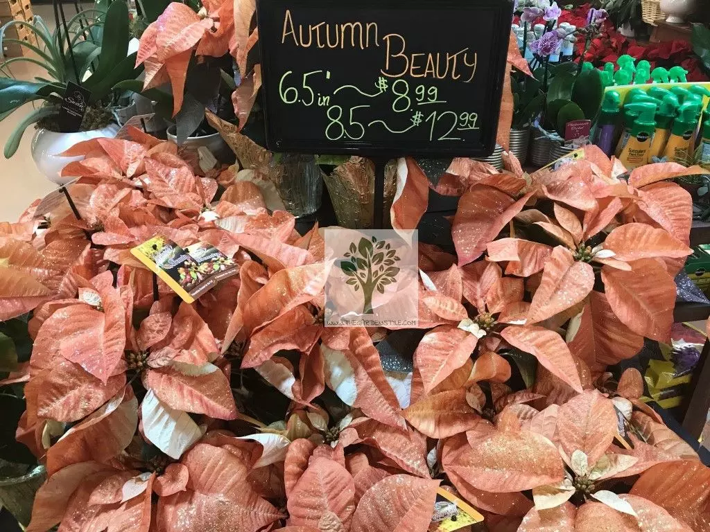 poinsettias created for the fall Autumn Beauty Poinsettias at Kroger