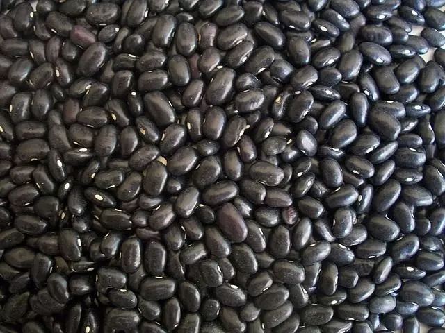 rooting hormones black beans
