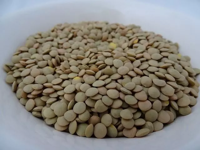 homemade rooting hormone lentils