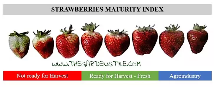 strawberries maturity index harvest