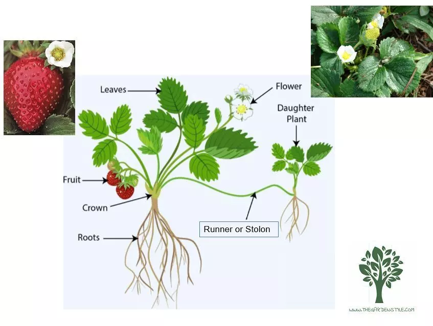 strawberries reproduction by stolons runners how to grow strawberries outdoors