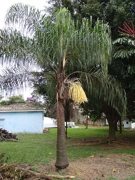 palm trees syagrus romanzoffiana