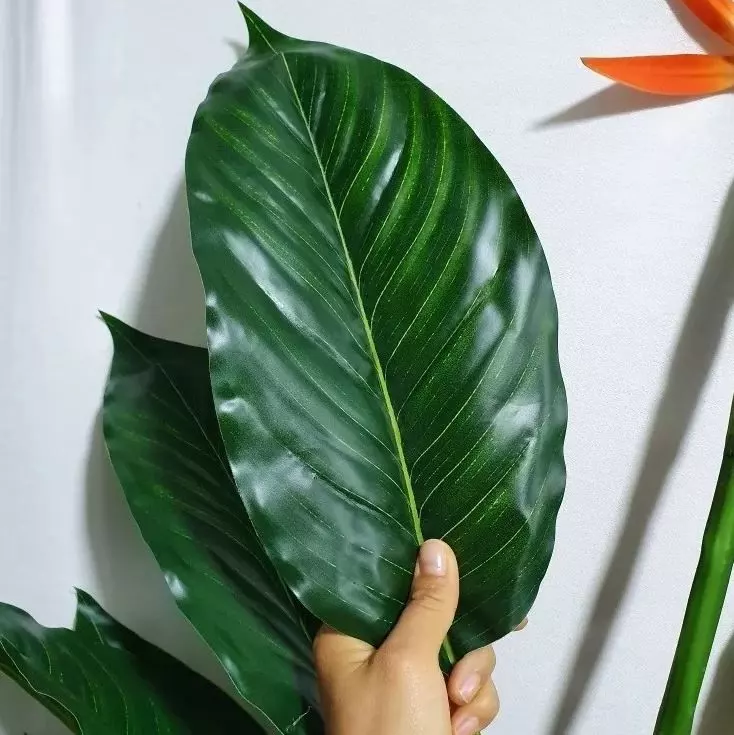 leaves bird of paradise plant