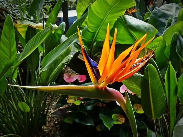 bird of paradise plant care outdoors