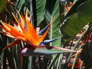 bird of paradise strelitzia