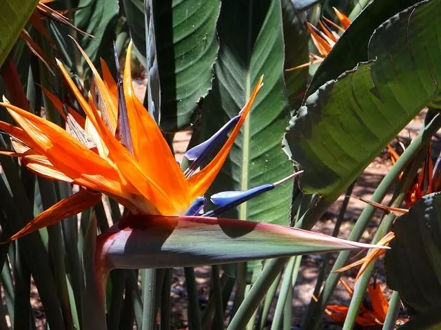 propagate bird of paradise strelitzia