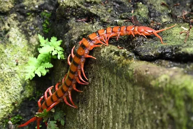 garden centipede in the garden