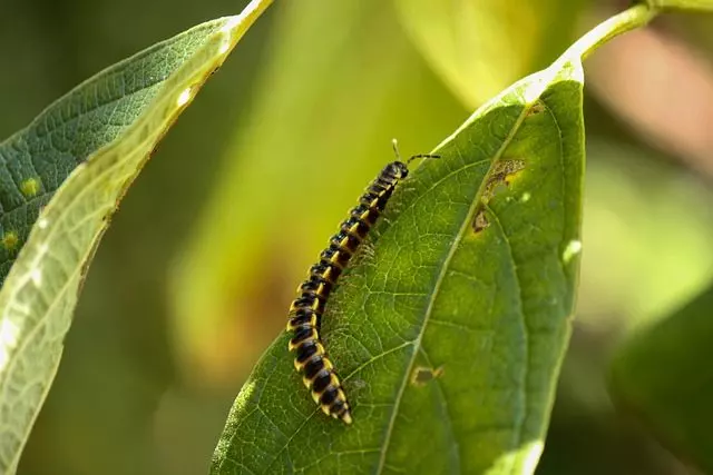 centipedes for pest control