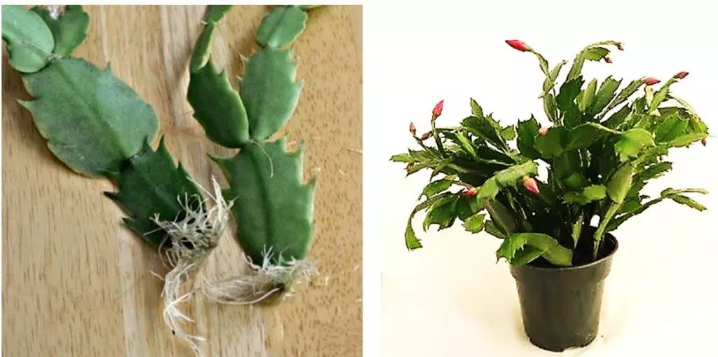 propagate christmas cactus by cuttings in water