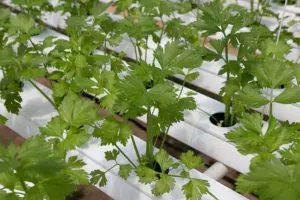 cilantro plant sowing