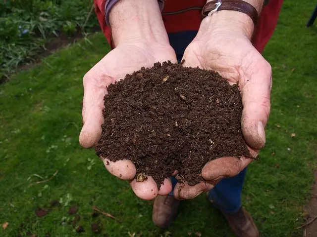 coffee grounds for plants