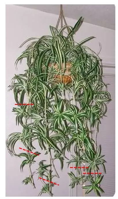 cutting stolons of spider plant Chlorophytum comosum