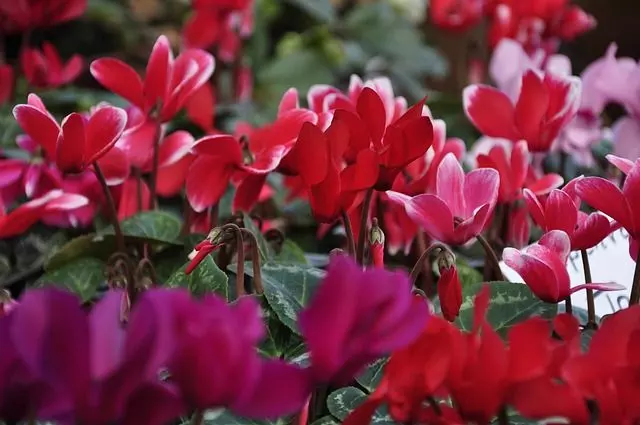 cyclamen how to grow plant care for cyclamen
