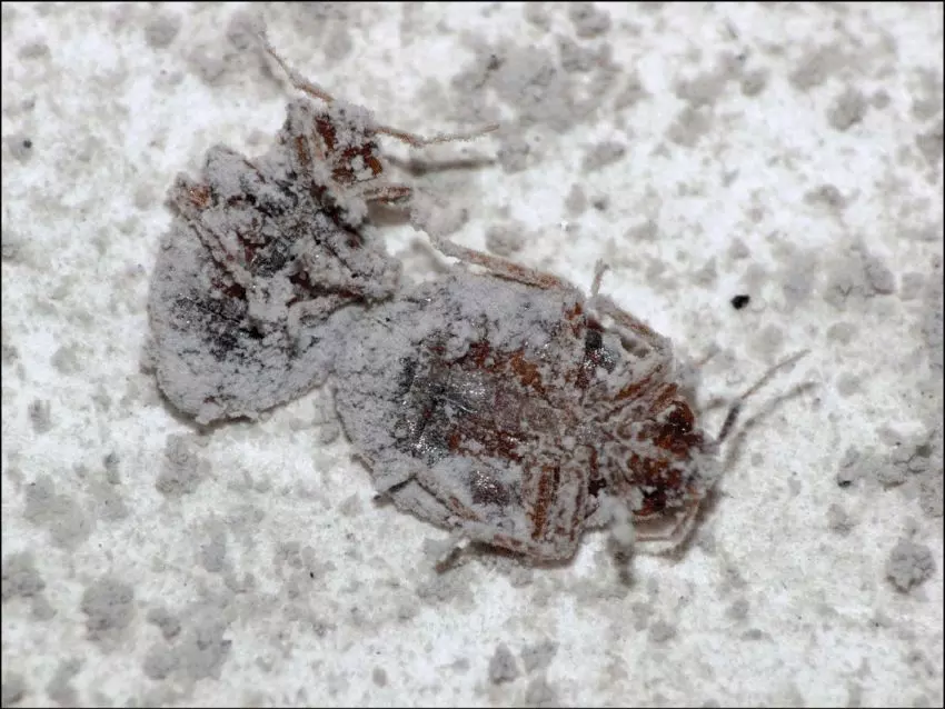 diatomaceous earth bed bug