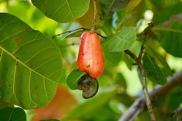 evergreen trees cashew