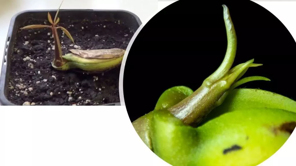 how to grow dwarf mango tree in a pot from seeds