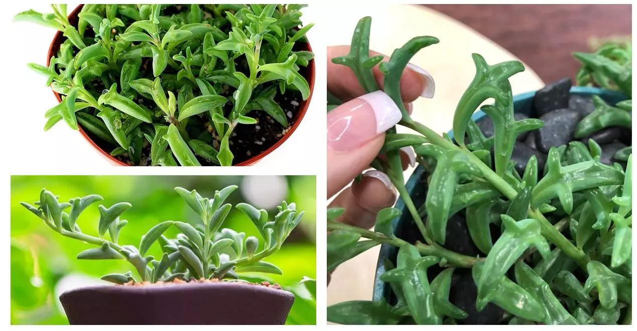 string of dolphins plant care - ultimate guide - the garden style