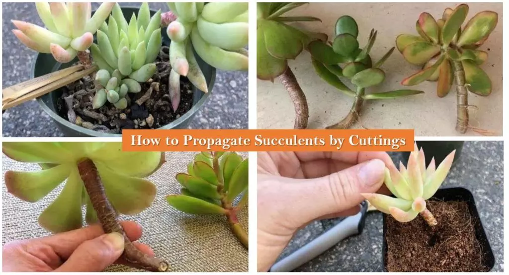 succulent propagation by cuttings stem