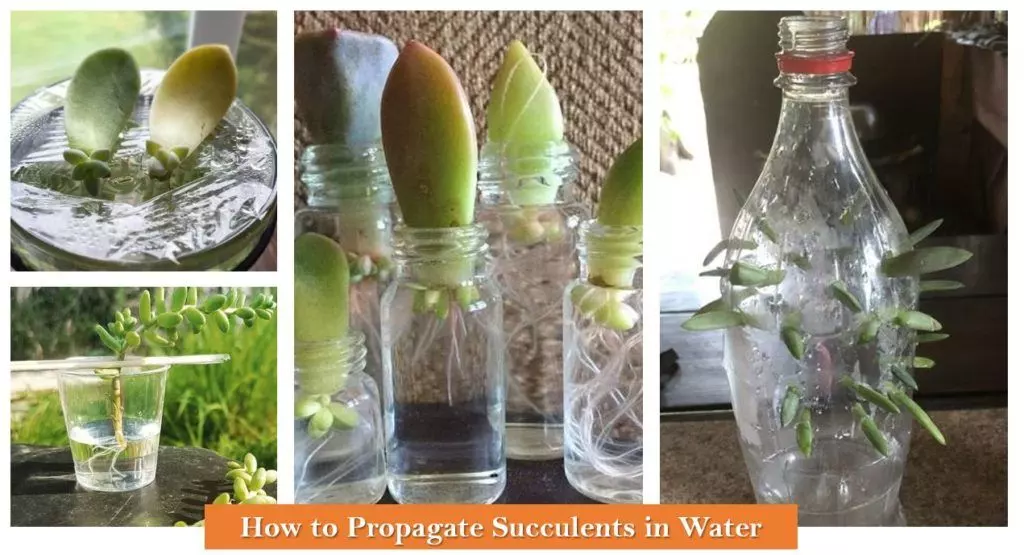 propagating succulents in water