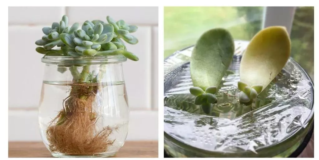 succulents in water