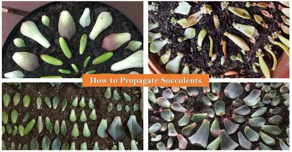 succulents from leaves and by cuttings