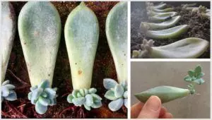 how to reproduce succulents from cuttings leaves stem and in water