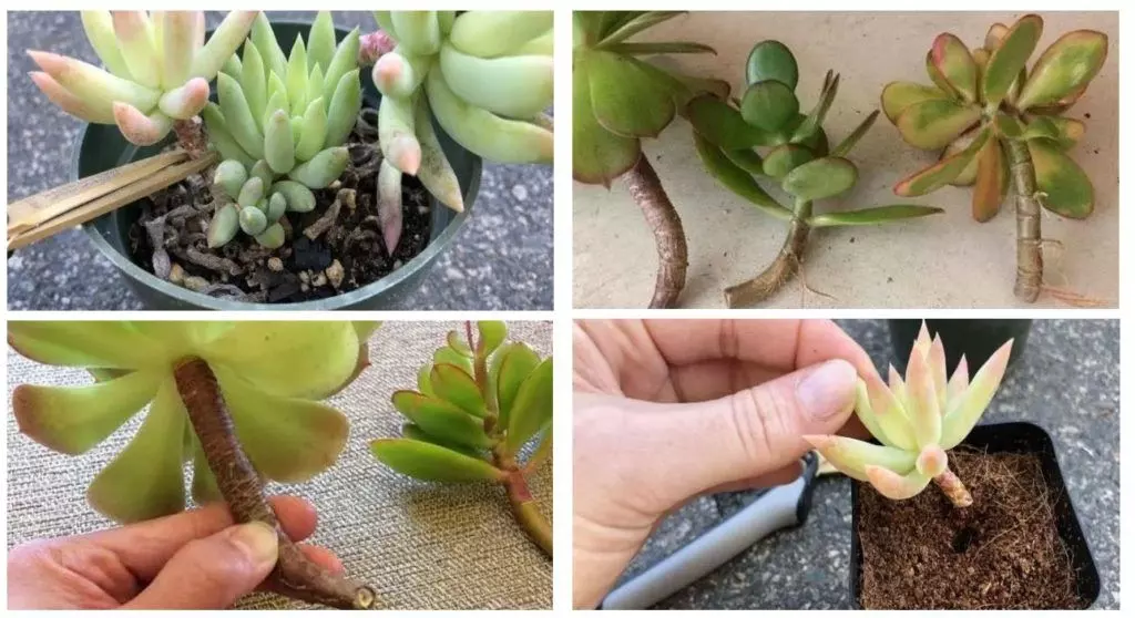 by cuttings stem