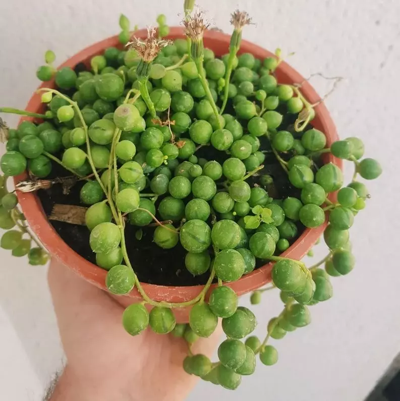 how to water string of pearls