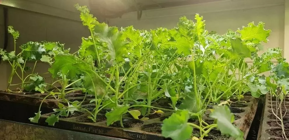 how to grow Hydroponic Lettuce