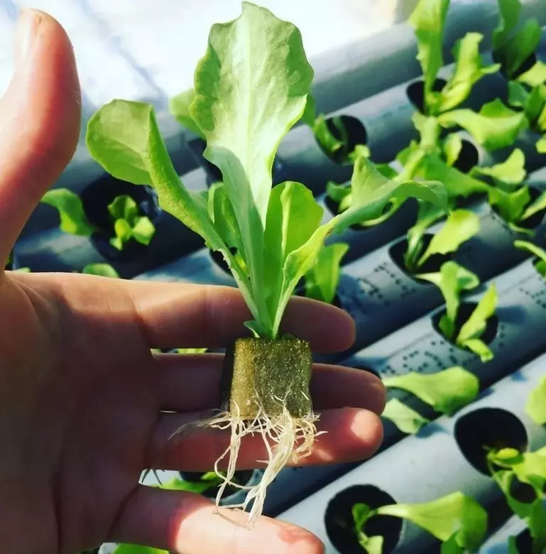 hydroponic lettuce 