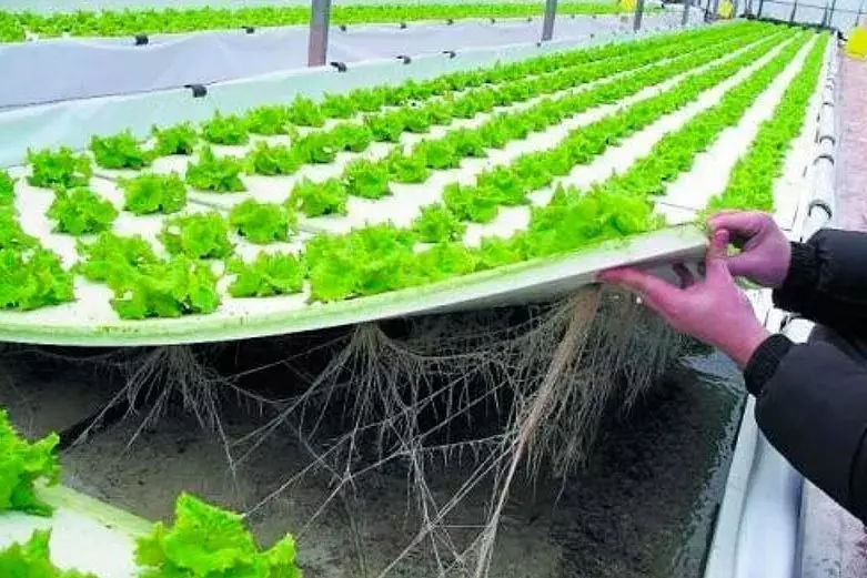 lettuce hydroponic