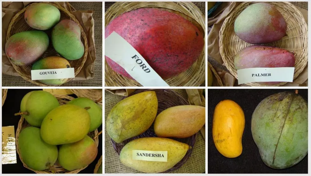 mangoes varieties