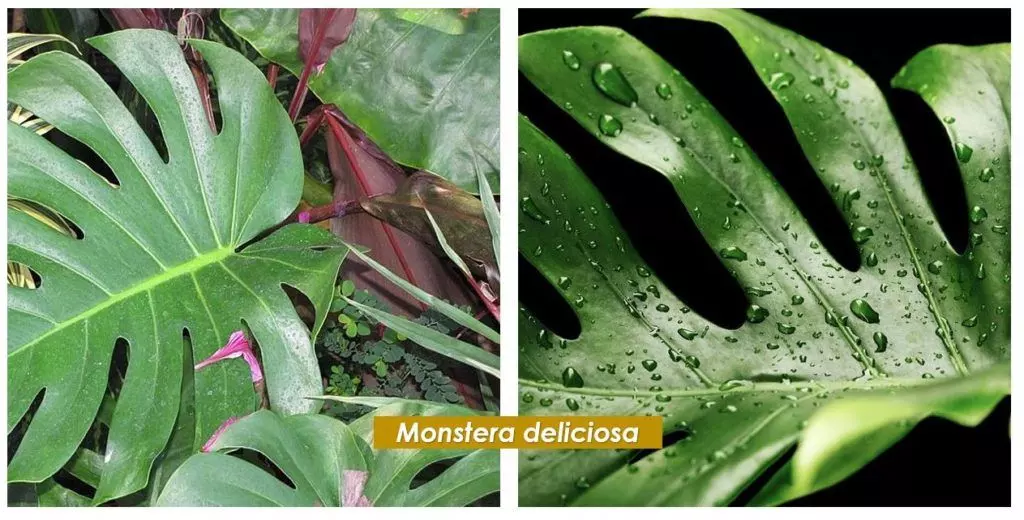 monstera deliciosa is the Swiss Cheese Plant