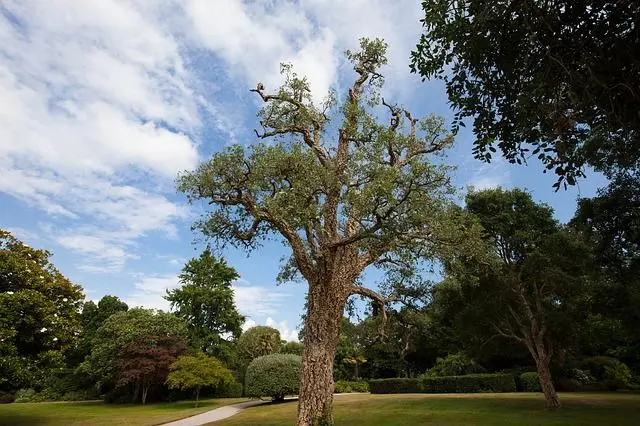 perennials cork oak