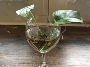 pothos plant cuttings in water