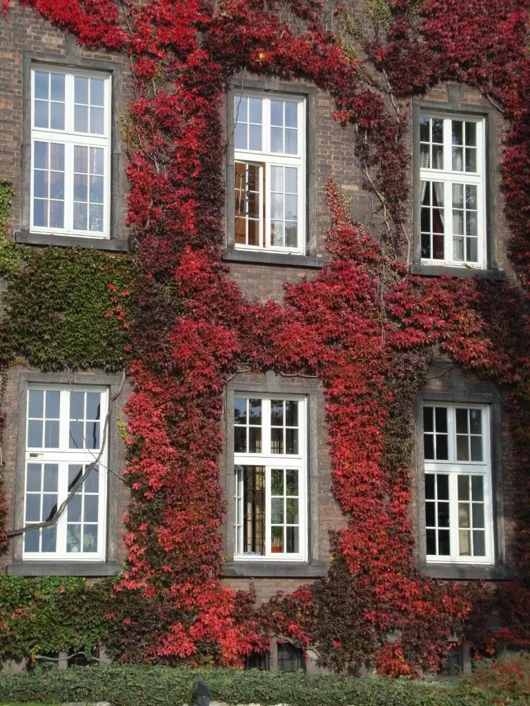 red-ivy-poland-vertical-garden