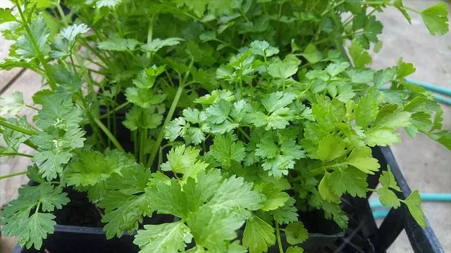 potted how to grow cilantro from seed
