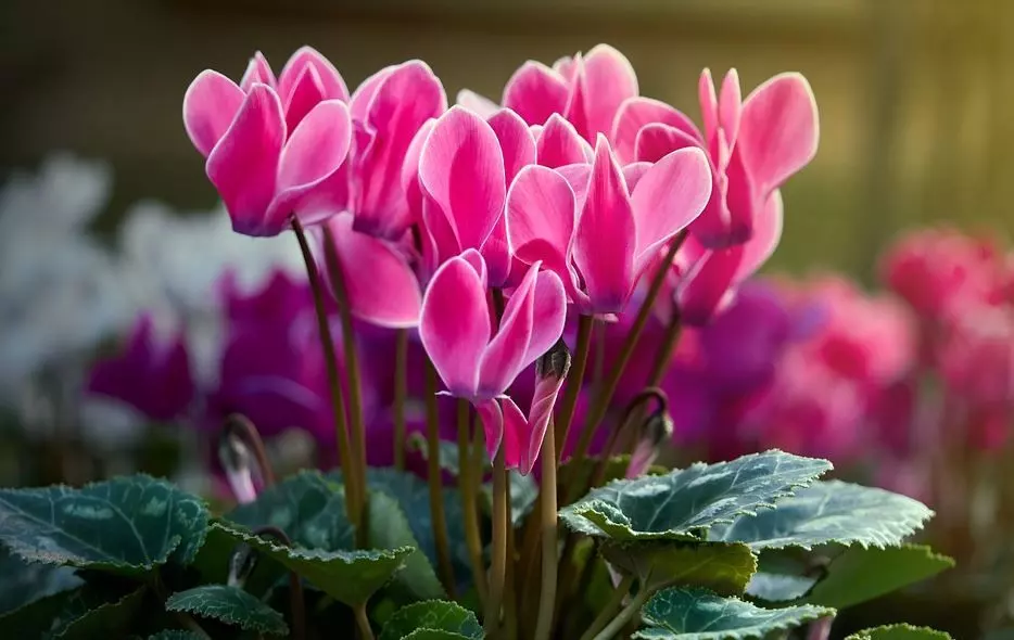 how to care for cyclamen potted
