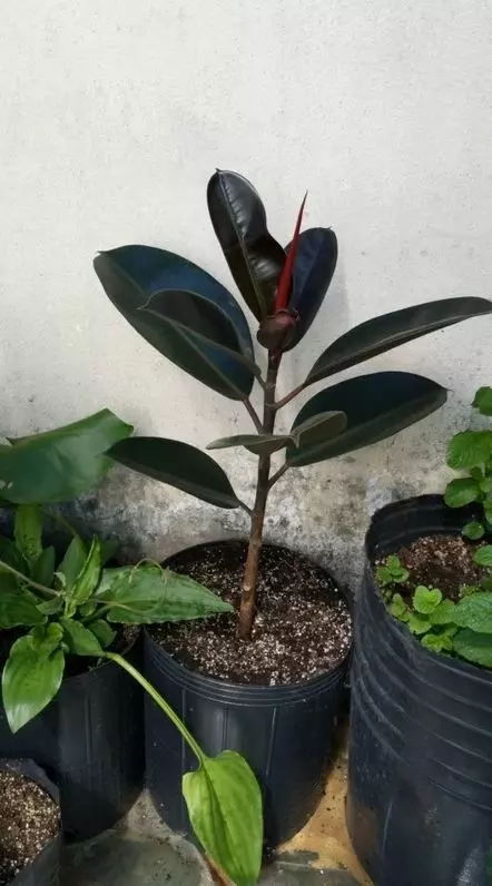 propagate rubber tree potted