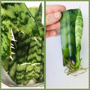 propagate snake plant cutting