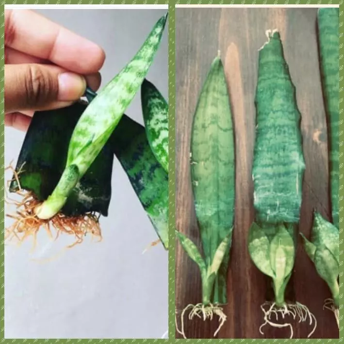 propagate snake plant leaf