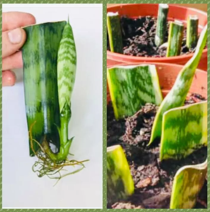 propagate snake plant potted
