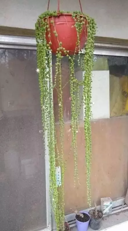 propagate string of pearls