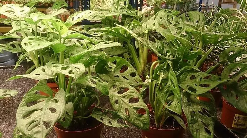 propagating plants for comerce propagate monstera deliciosa