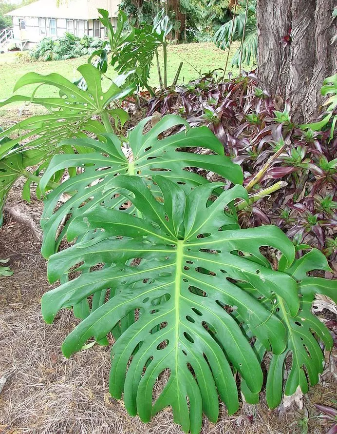 monstera-propagation-outdoors propagate monstera deliciosa What is the best location for Swiss Cheese Plant?