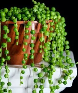 propagatin string of pearls and care